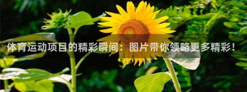 意昂23：体育运动项目的精彩瞬间：图片带你领略更多精彩！